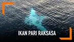Seorang pemandu wisata mengabadikan kemunculan ikan pari putih raksasa di Raja Ampat, Papua. Diduga ikan tersebut berjenis ikan pari samudra albino.