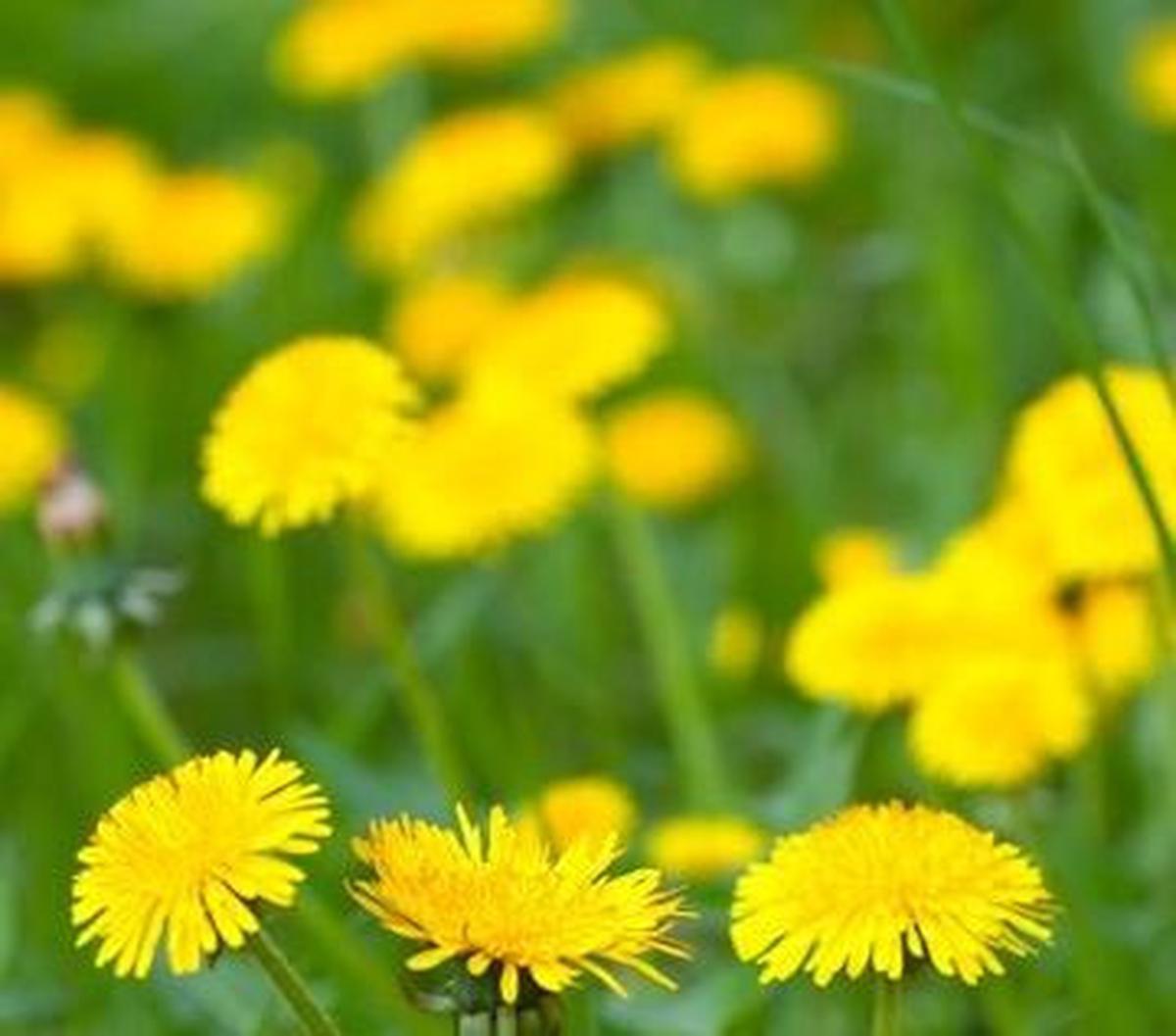 Yuk, mari kita eksplorasi lebih jauh tentang khasiat-khasiat dandelion yang mungkin belum banyak diketahui orang.