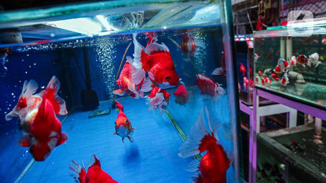 Ekspor Ikan Hias Indonesia