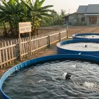 Konsep Budidaya Ikan Patin di Tanah Kering (Ilustrasi: Gemini AI)