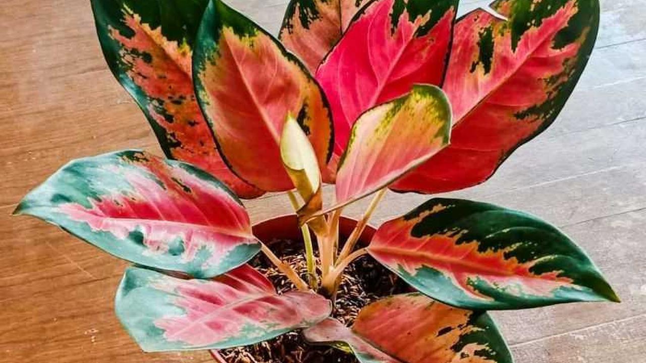 Aglonema
