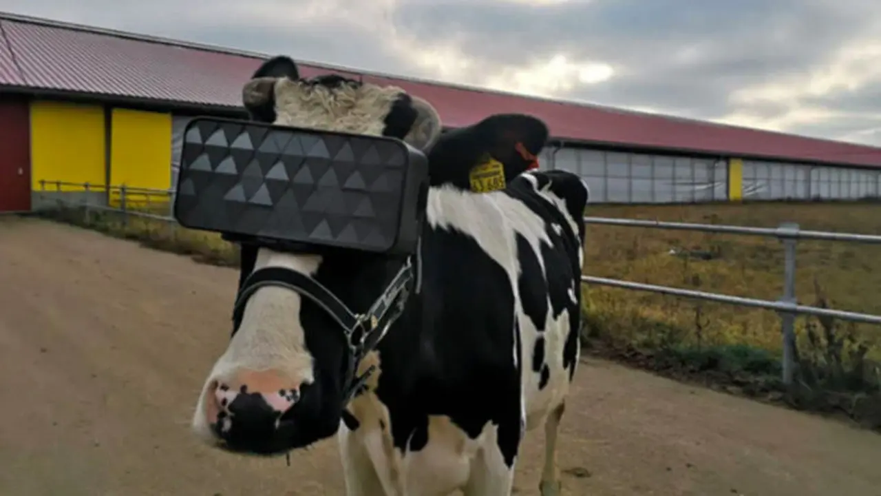 Demi Tingkatkan Produksi Susu, Peternak Ini Pakaikan Kacamata VR Pada Sapi