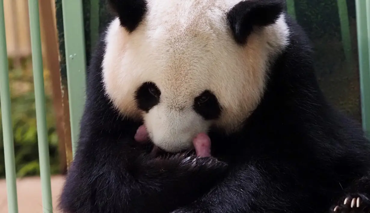 Panda raksasa Huan Huan bersama anak kembarnya yang baru dilahirkan berada dalam kandang di Beauval Zoo, Saint-Aignan-sur-Cher, Prancis, 1 Agustus 2021. Huan Huan yang berarti "Bahagia" dalam bahasa China adalah panda betina yang dipinjamkan China ke ZooParc de Beauval. (Guillaume SOUVANT/AFP)