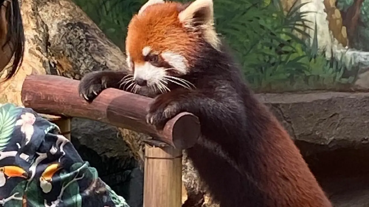 Red Panda dari Jepang, JAZA (Japanese Association of Zoos and Aquariums) di Batu Secret Zoo, Jawa Timur (dekat Kota Malang). (Dokumentasi Batu Secret Zoo)