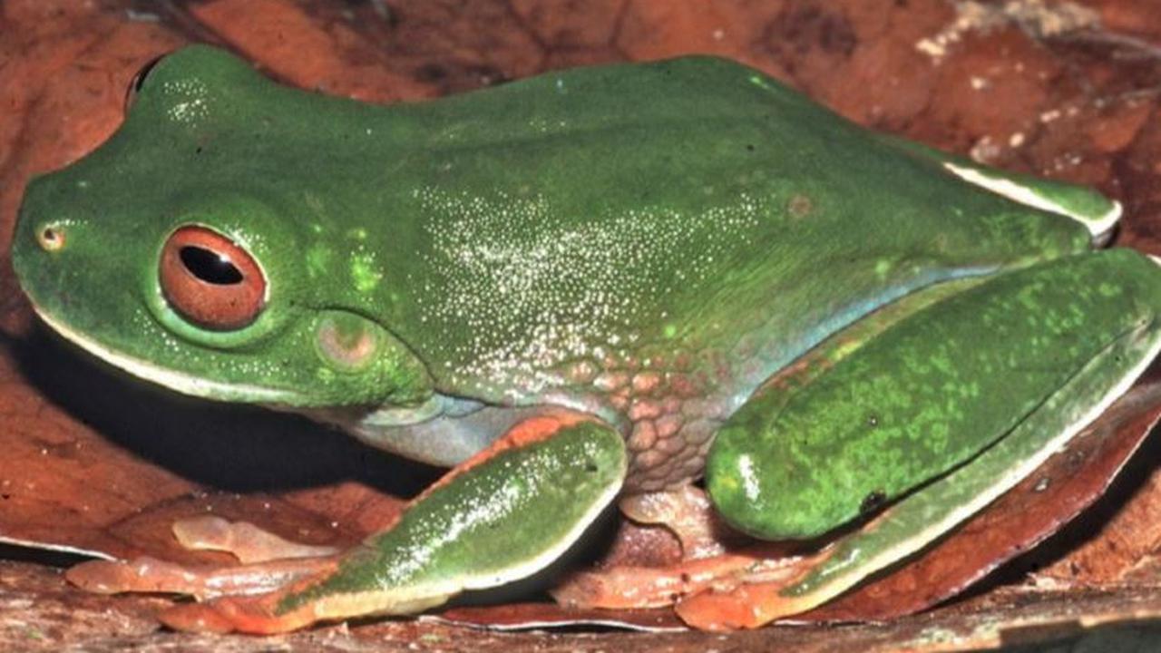Spesies Baru