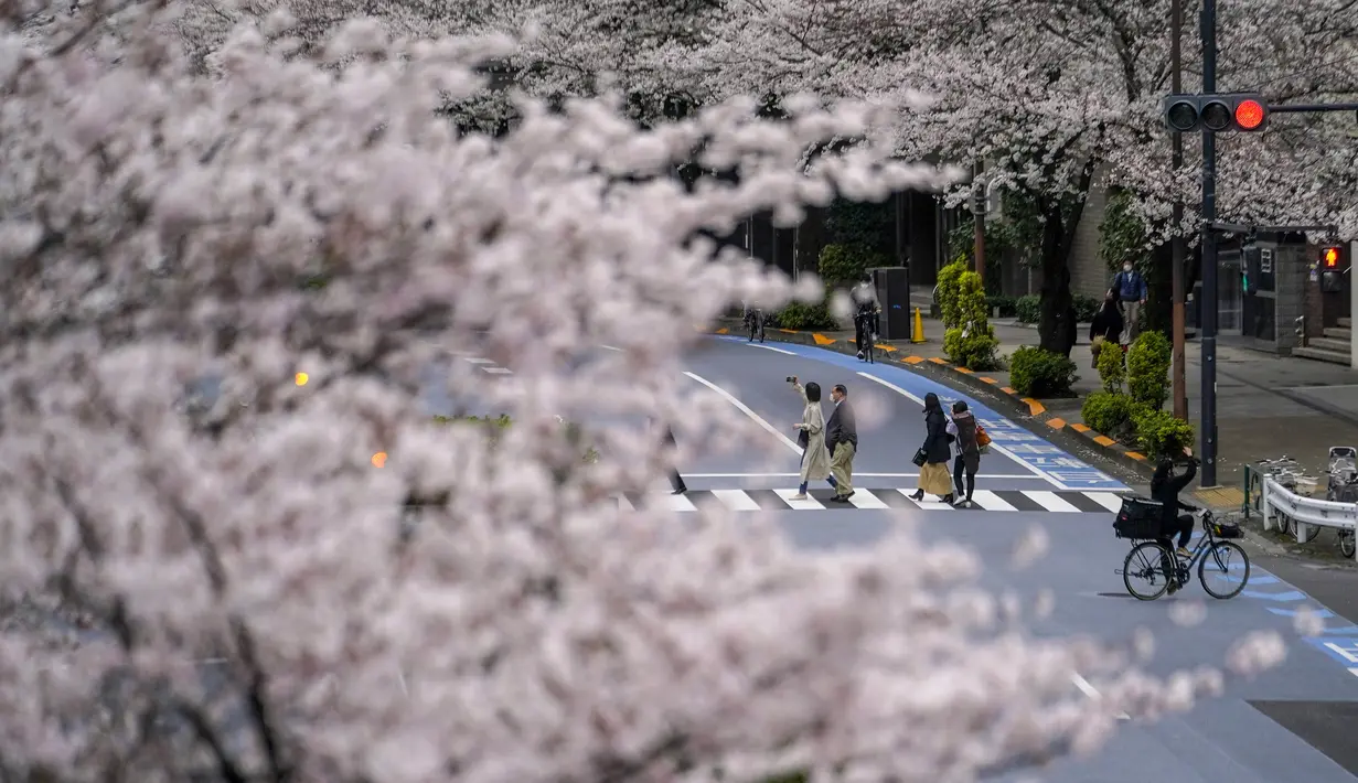 Orang-orang berhenti untuk mengambil gambar saat mereka berjalan melintasi jalan bawah kanopi bunga sakura di Tokyo, Jepang, Minggu (27/3/2022). (AP Photo/Kiichiro Sato)