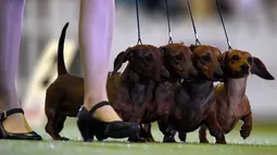 Anjing dachshund, juga dikenal sebagai anjing sosis ikut tampil dalam kontes binatang peliharaan "Hund & Katz" di Dortmund, Jerman, Minggu (11/5/2014) (AFP Photo/ Patrik Stollarz)