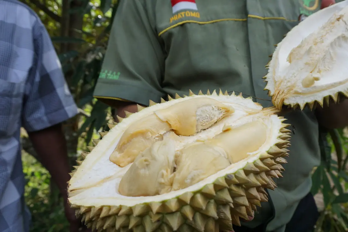 Durian Montong