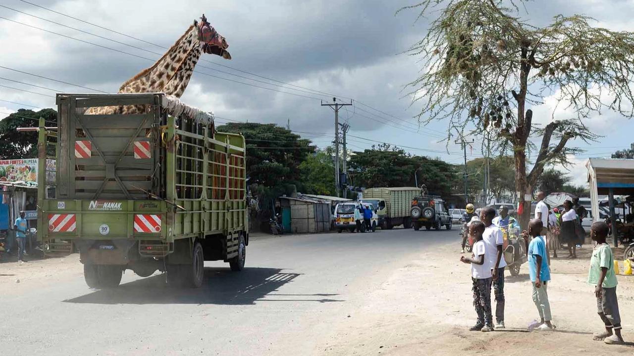 FOTO: Operasi Penyelamatan Jerapah Masai di Tengah Kerusakan Habitat