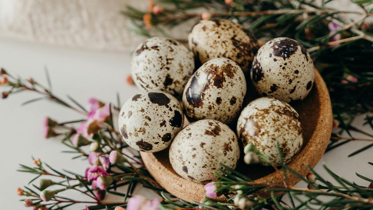 Kandungan Nutrisi Telur Puyuh