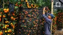 Alasan utama pohon jeruk dianggap membawa keberuntungan adalah karena kemiripannya dengan kata-kata dalam bahasa Mandarin yang memiliki makna positif. (Liputan6.com/Angga Yuniar)