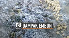Dampak Embun Beku Yang Ditakuti Petani