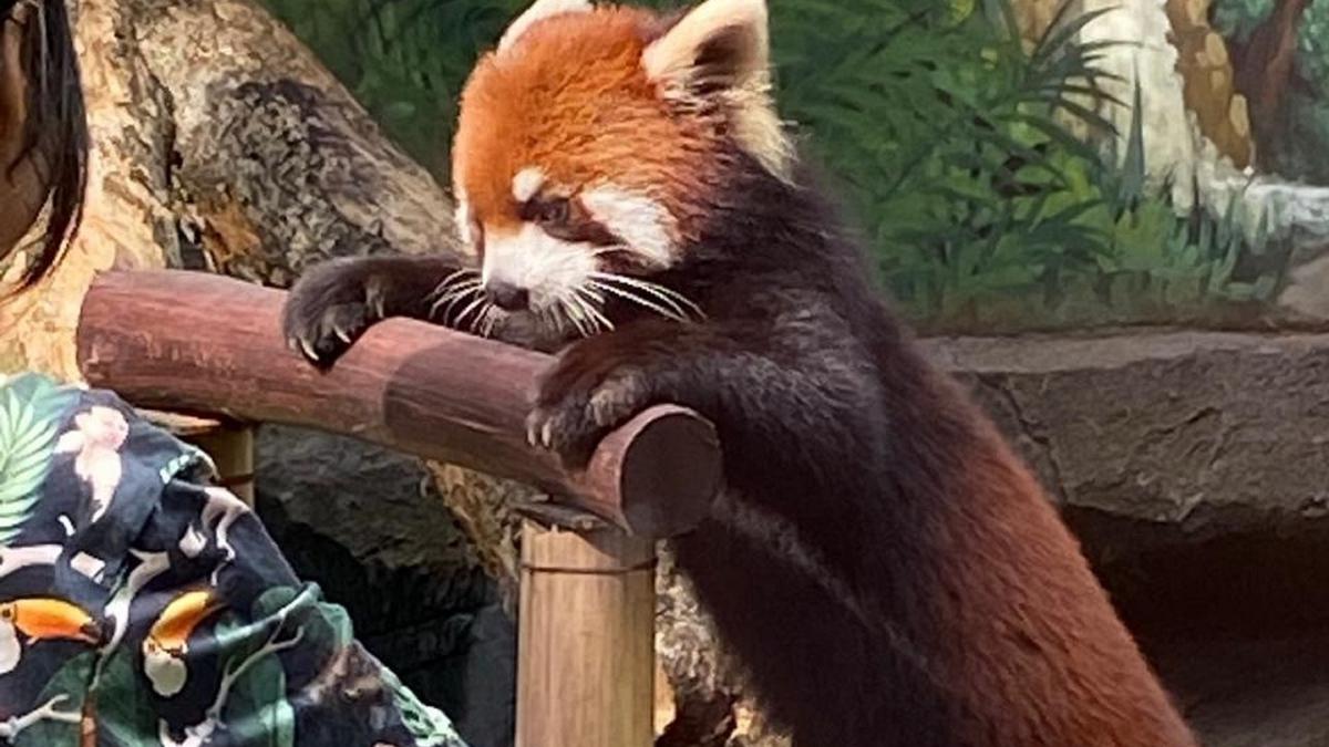 Jepang Kirim 2 Red Panda dan 3 Jerapah ke Batu Secret Zoo di Jawa Timur