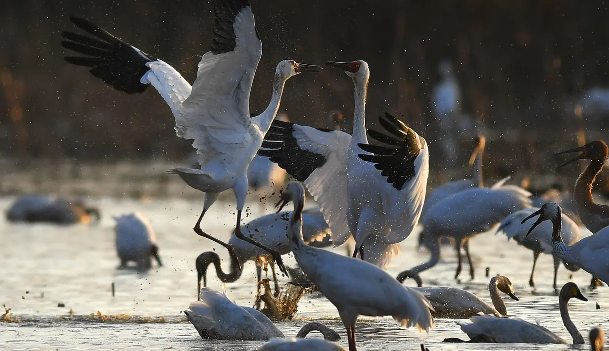 Kawanan burung migran termasuk burung jenjang putih (white crane) dan angsa mencari makan di lahan basah kawasan konservasi burung jenjang putih Wuxing di tepi Danau Poyang di Nanchang, Provinsi Jiangxi, China timur, pada 18 November. (Xinhua/Zhou Mi)