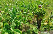 DKPPP Temanggung Imbau Petani untuk Tanam Tembakau Lebih Awal Demi Kualitas Optimal