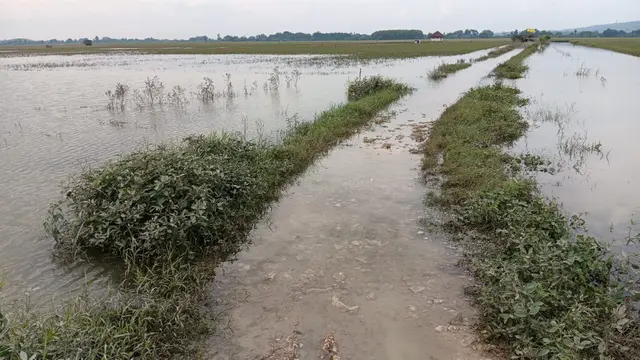 Kementan