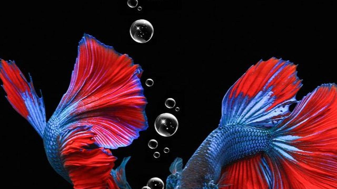 Tanda Ikan Cupang Akan Mati, Warna Berubah Hingga Isolasi Diri