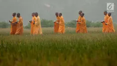Para Bikkhu berjalan melewati area persawahan menuju Candi Blandongan saat melaksanakan prosesi Puja Waisak 2561 BE di komplek Candi Jiwa, Batujaya, Karawang, Jawa Barat (21/5). (Liputan6.com/Gempur M Surya)