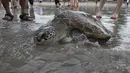 Penyu Hijau (Chelonia mydas) bergerak menuju laut setelah dilepaskan di pantai Kuta, Bali, Sabtu (8/1/2022). Dengan bantuan relawan, TNI AL melepaskan 32 penyu hijau yang mereka sita dalam upaya penyelundupan di perairan pulau wisata Desember 2021 lalu. (AP Photo/Firdia Lisnawati)