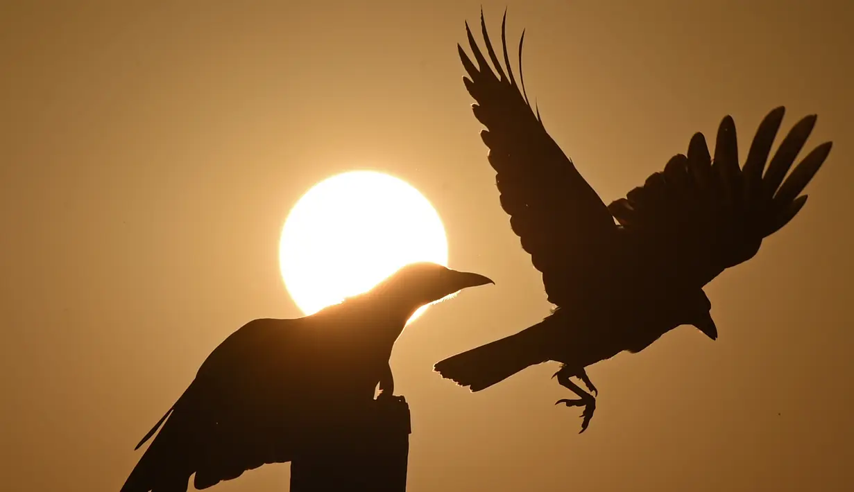 Dua burung gagak terlihat di atas tiang saat matahari terbenam di danau Dal di Srinagar, India (12/9). Danau Dal dijuluki sebagai Jewel in the Crown of Kashmir atau Srinagar Jewel. (AFP Photo/Tauseef Mustafa)
