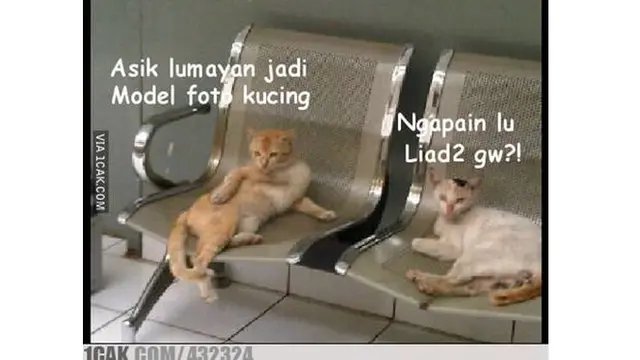 6 Gaya Kucing Berpose Layaknya Model Ini Bikin Geleng Kepala