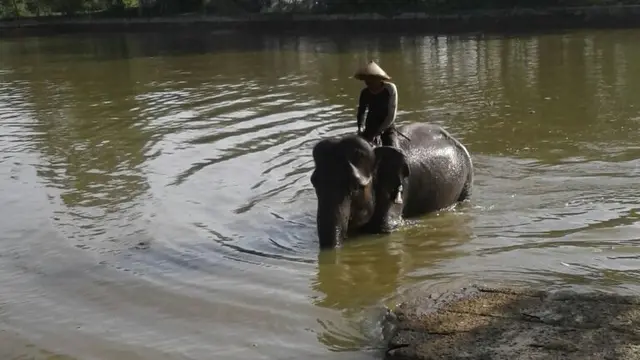Gajah Sumatera
