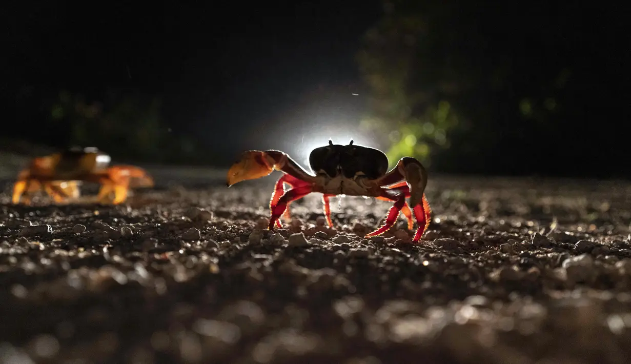Kepiting menyeberang jalan di Giron, Kuba, 10 April 2022. Jutaan kepiting muncul pada awal hujan musim semi dan memulai perjalanan ke perairan Teluk Babi untuk bertelur dalam migrasi tahunan. (AP Photo/Ramon Espinosa)
