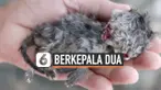 ANAK KUCING