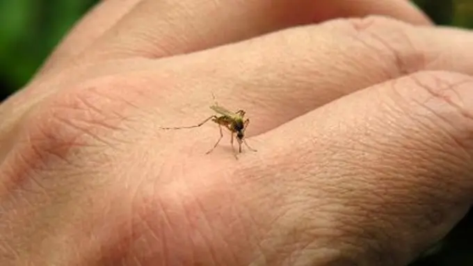 Nggak Mau Digigit Nyamuk? Hindari Makanan dan Minuman Ini!