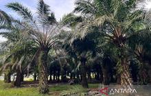 Tahukah Anda? SPKS dan PTPN PalmCo Kolaborasi Dampingi Petani Sawit Akses Program Peremajaan Sawit Rakyat (PSR)
