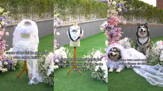 Anjing Tunangan Jojo Luna Viral di TikTok
