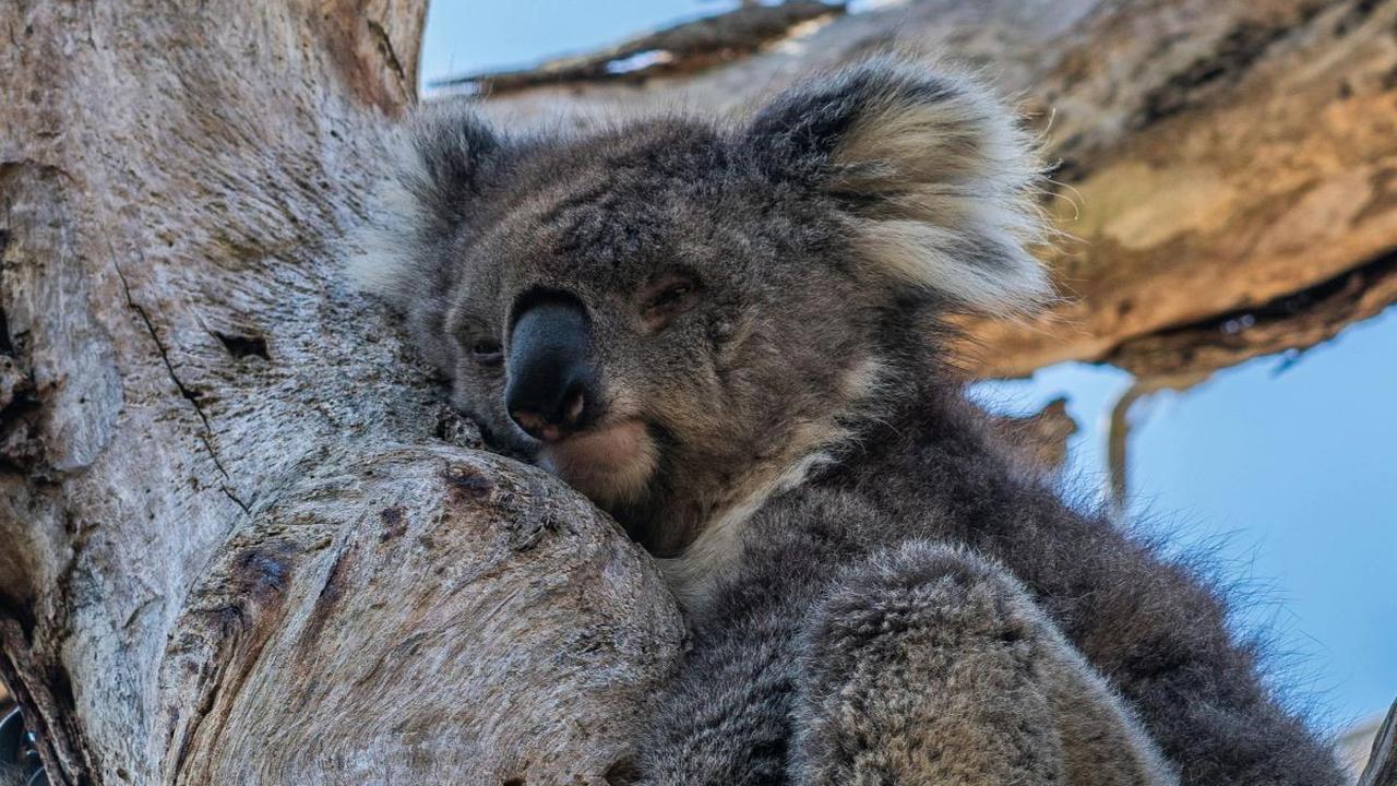 <b>Koala Tidur Selama 18-22 Jam Sehari</b><br>