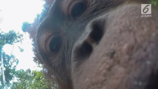 VIDEO: Lucunya Hasil Selfie ala Orangutan Kalimantan