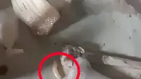 Heboh Menu MBG di Sukabumi Ada Belatung, SPPG Bantah dan Pastikan Memasak di Suhu Maksimal