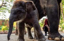 FOTO: Perkenalkan Ini Rocky Balboa, Anak Gajah Hasil Perkawinan Lembang dan Doa di Kebun Binatang Surabaya