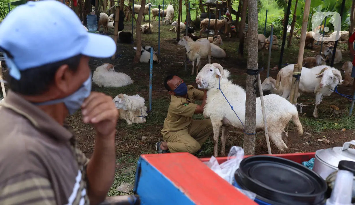 Petugas Dinas Ketahanan Pangan (DKP) Kota Tangerang melakukan pemeriksaan hewan kurban di Kawasan Suka Asih, Kota Tangerang, Selasa (21/7/2020). Pemeriksaan guna memastikan kondisi kesehatan hewan yang dijual untuk keperluan kurban Hari Raya Idul Adha mendatang. (Liputan6.com/Angga Yuniar)