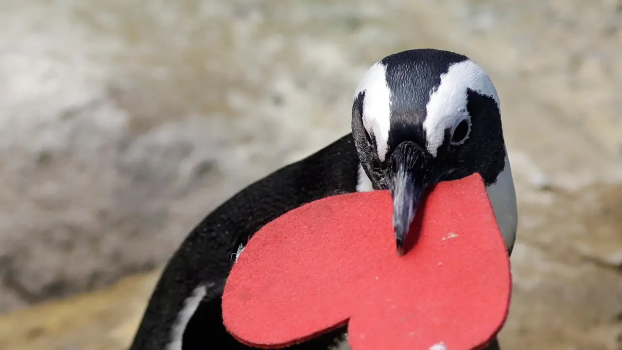 Penguin di San Francisco Ikut Rayakan Valentine