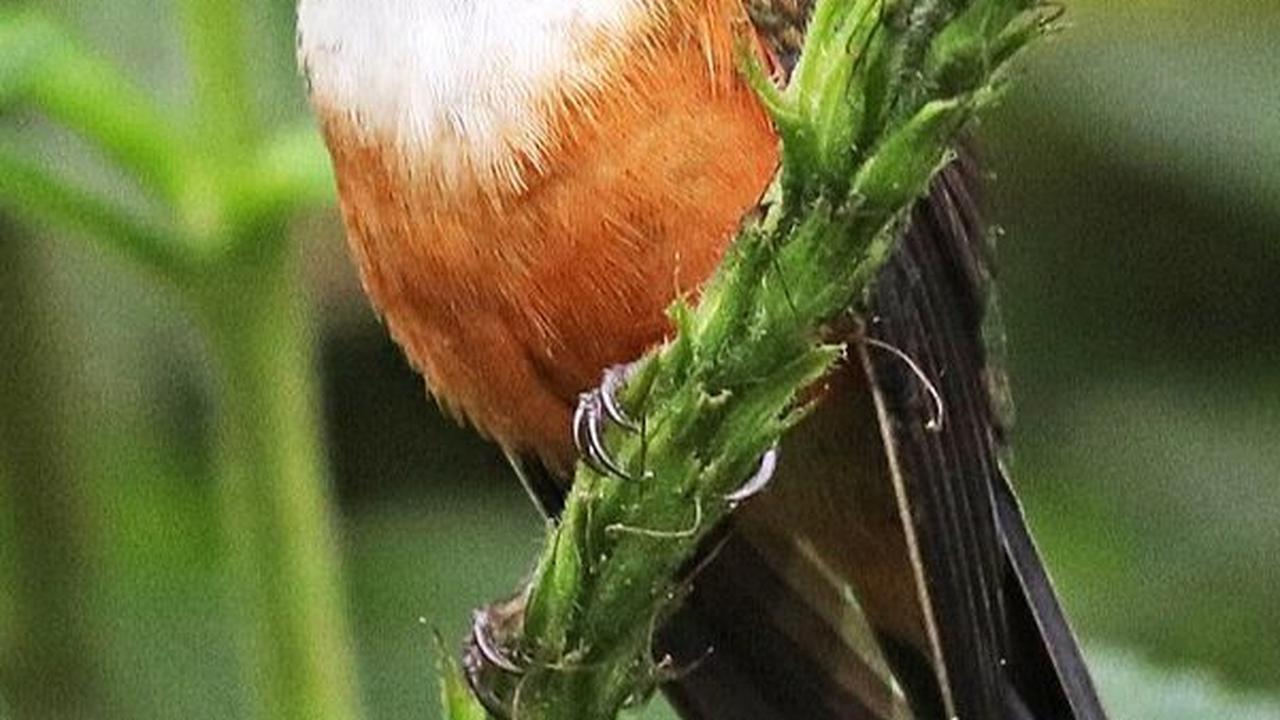4. Burung Kolibri Lebah