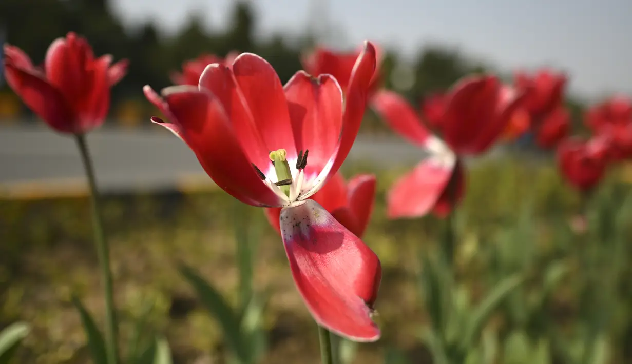 Bung Tulip terlihat bermekeran di sepanjang pinggir jalan di New Delhi (7/2/2022). Bulan Februari bunga tulip mulai bermekaran menunjukkan warna aslinya di pinggir jalan di New Delhi, India. (AFP/Sajjad Hussain)