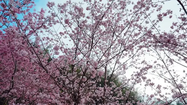 Bagi masyarakat Taiwan, Sakura adalah simbol dari keindahan (Liputan6.com/Teddy Tri Setio Berty
