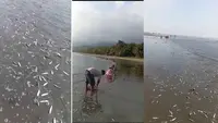 Ribuan Ikan Terdampar di Pantai Kolaka, Apakah Pertanda Bencana