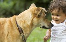 Rekomendasi Nama Anjing Jepang Lucu, Unik Lengkap dengan Artinya