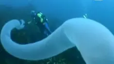 Waduh, besarnya ukuran cacing laut raksasa ini.