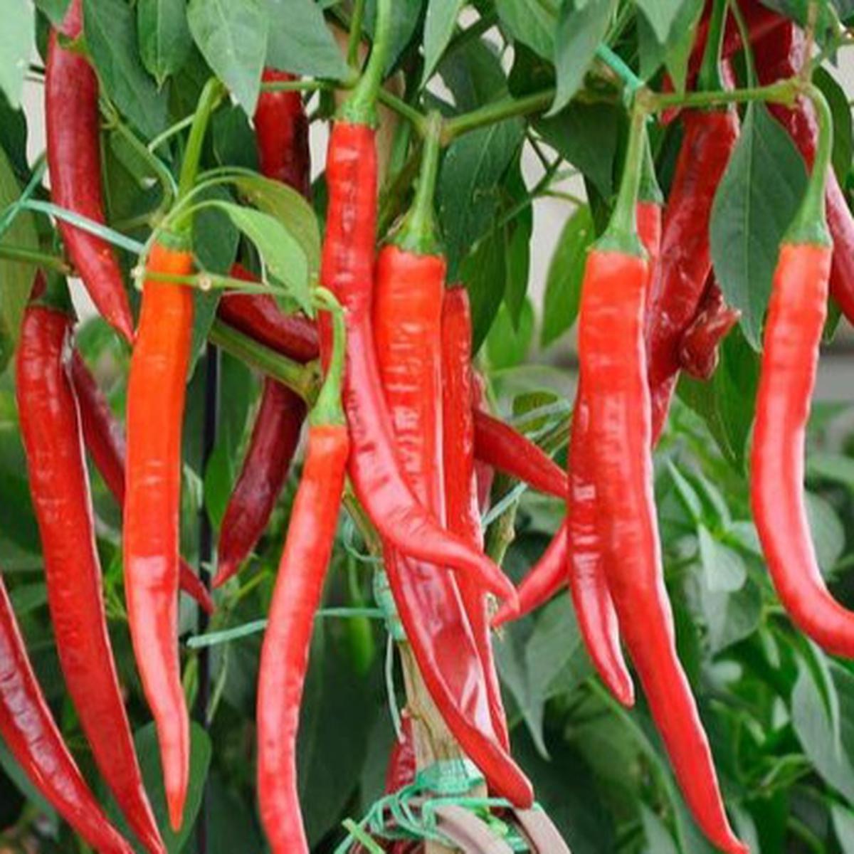 Cabai Merah