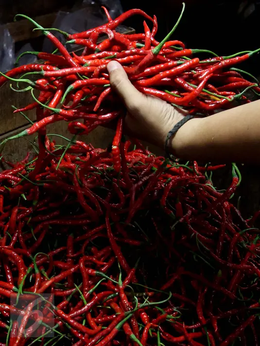 Pedagang memperlihatkan cabai merah kriting di Pasar Impres Senen, Jakarta, Selasa (15/11). Operasi tersebut untuk menurunkan harga cabai merah secara bertahap hingga ke level harga acuan yang ditetapkan. (Liputan6.com/Gempur M. Surya)