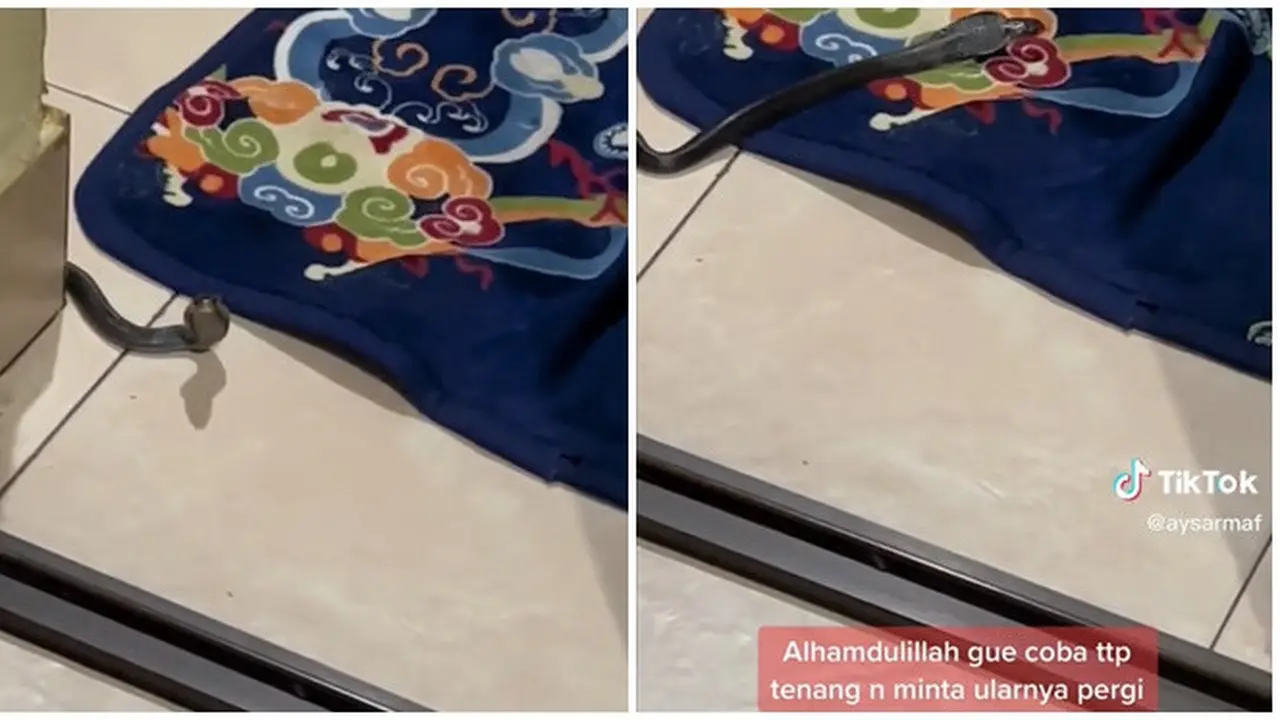 Pertama Kali Masuk Rumah, Anak Ular Kobra Ini Dituntun Keluar Tanpa Menyerang