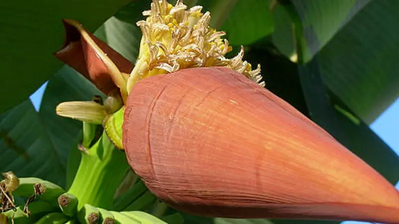 Bunga pisang