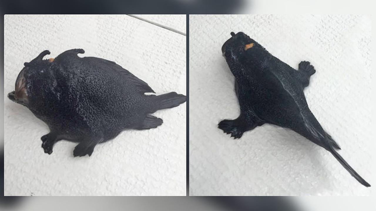 Punya Kaki, Wujud Ikan ini Bikin Bergidik