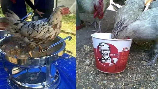Potret Tingkah Kocak Ayam yang Bikin Kamu Nyengir