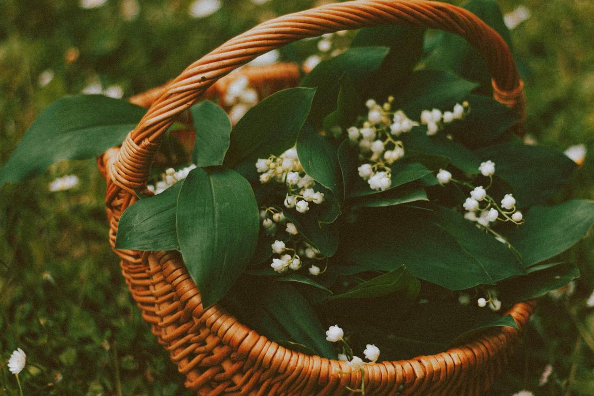 Lily Lembah (Lily of the Valley)